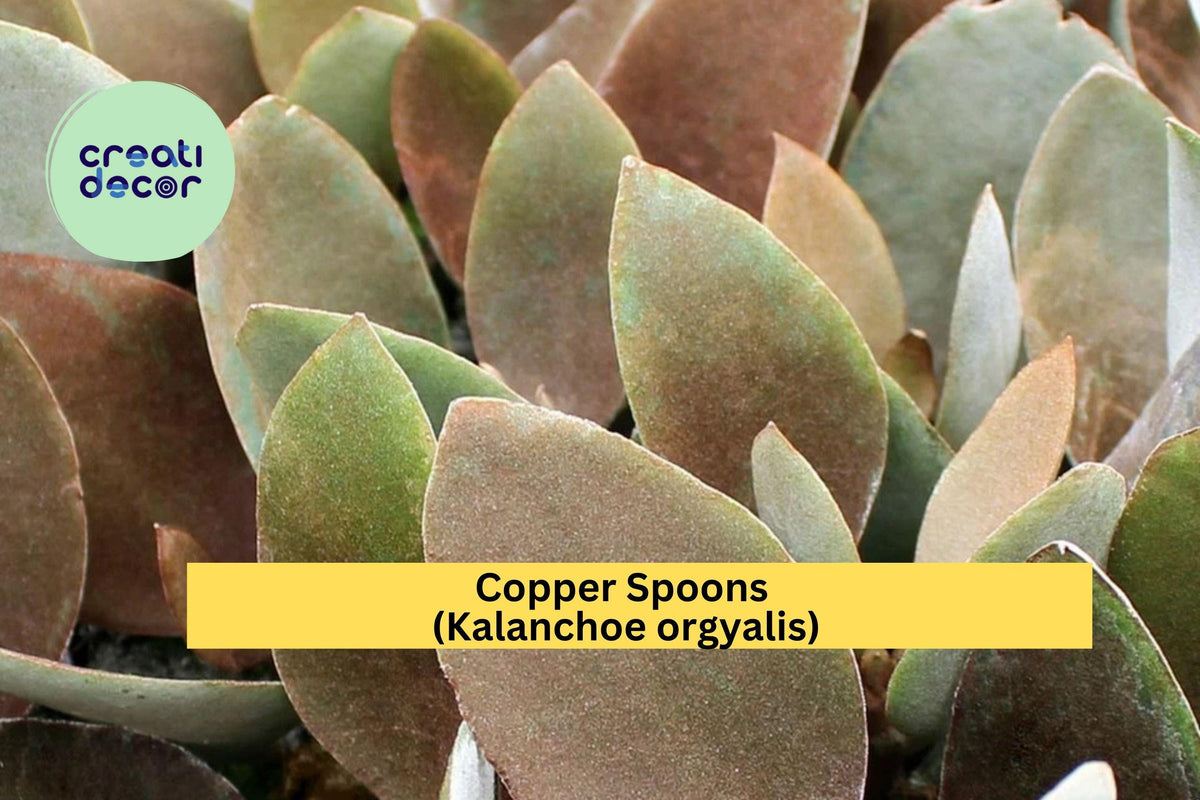 Copper Spoons Succulent Cutting 7" Kalanchoe orgyalis | Fuzzy Bronze Leaves, Easy Care Indoor Plant