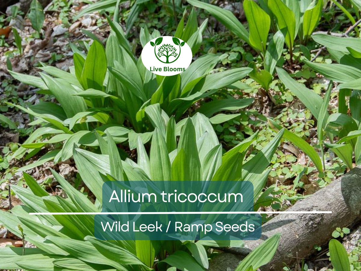 10 Seeds Wild Leek / Ramp - Edible Heirloom Plant, Allium tricoccum, Non-GMO, Hardy for Garden and Culinary Use