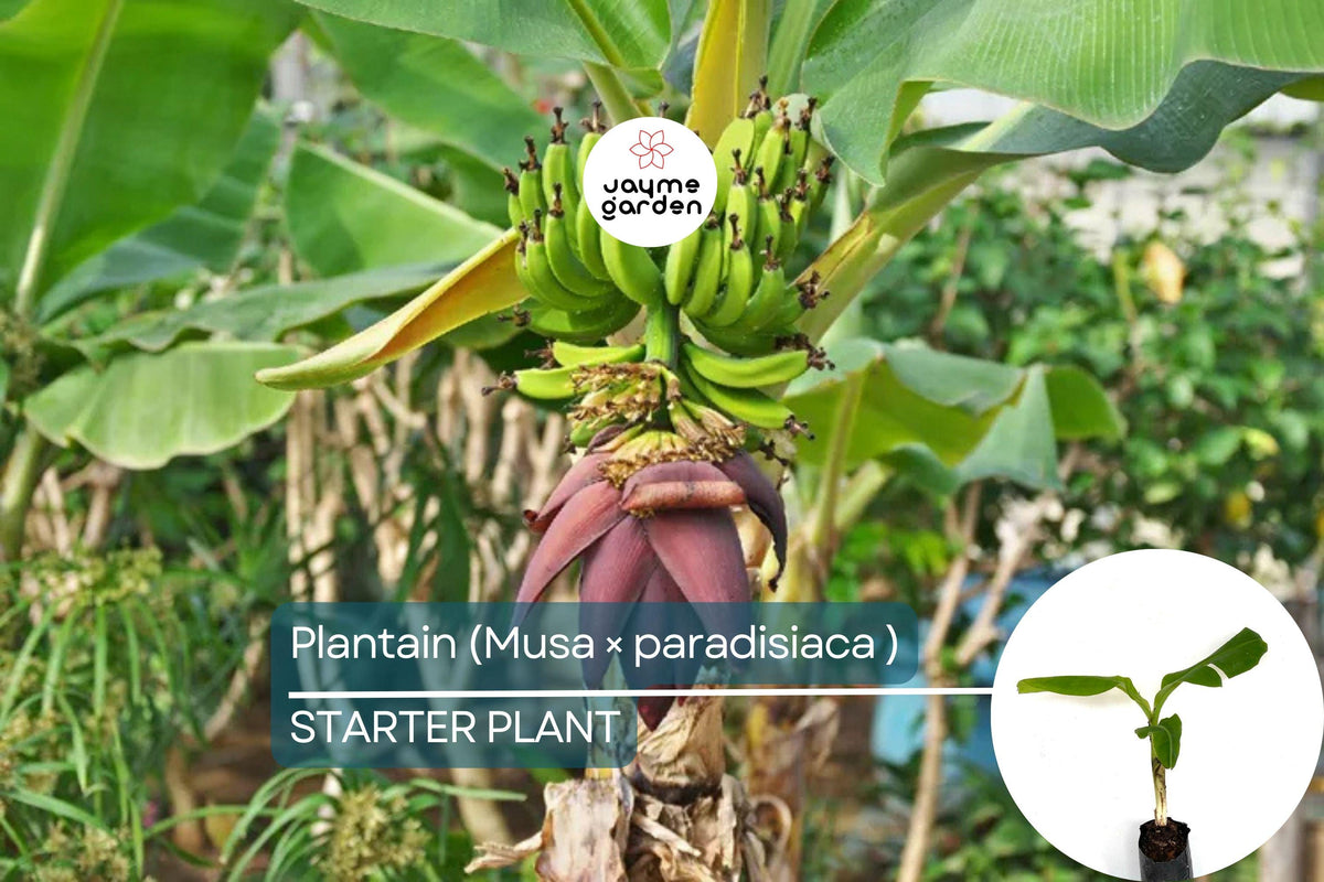 Plantain Starter Plant 1'-2' Musa × paradisiaca Live Tropical Fruit Tree for Home Gardening, Edible Fruit, Versatile Culinary Uses