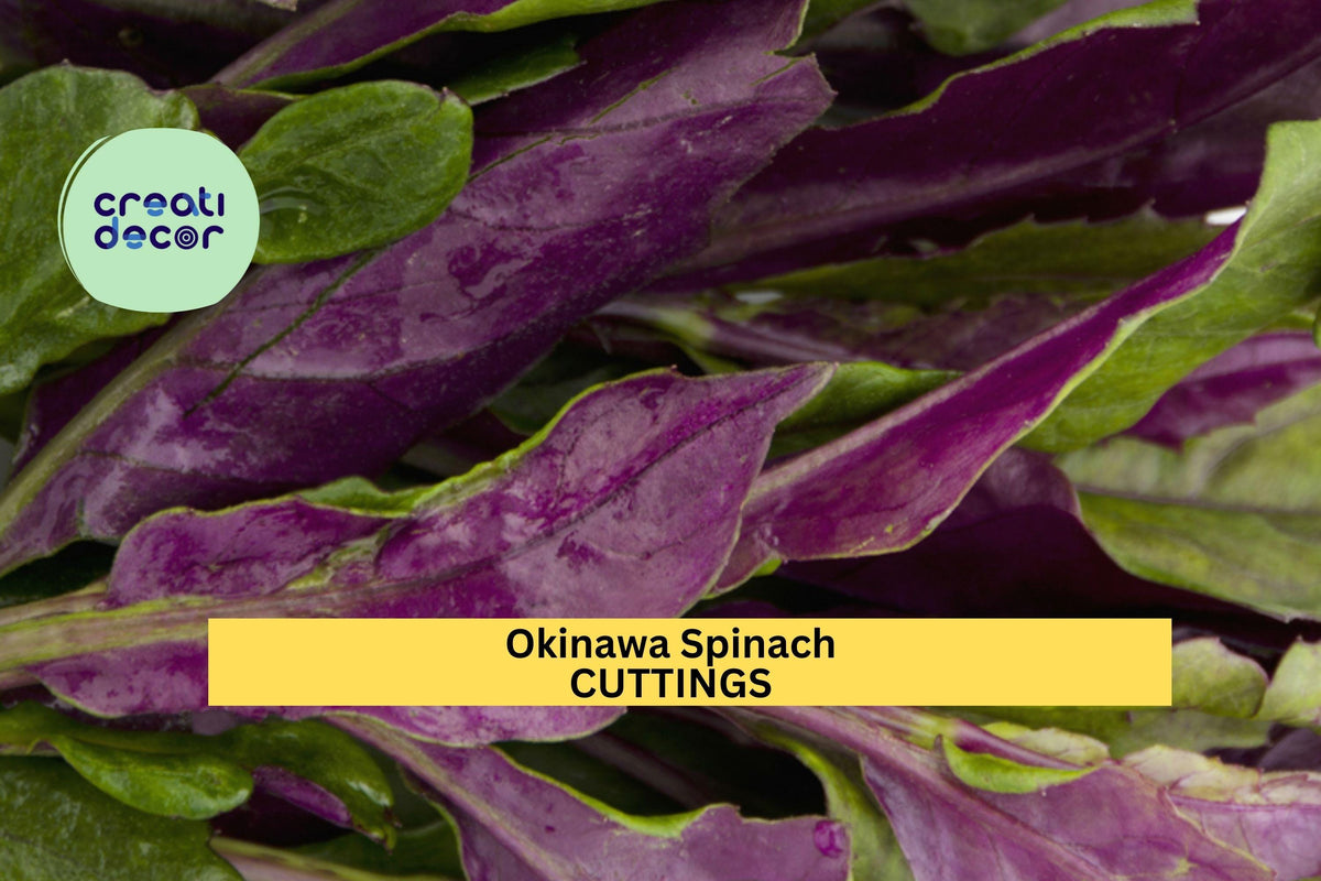 12 Okinawa Spinach Cuttings | Unrooted Gynura Bicolor | Edible Perennial Green | Fresh 5–6" Cuttings for Gardens