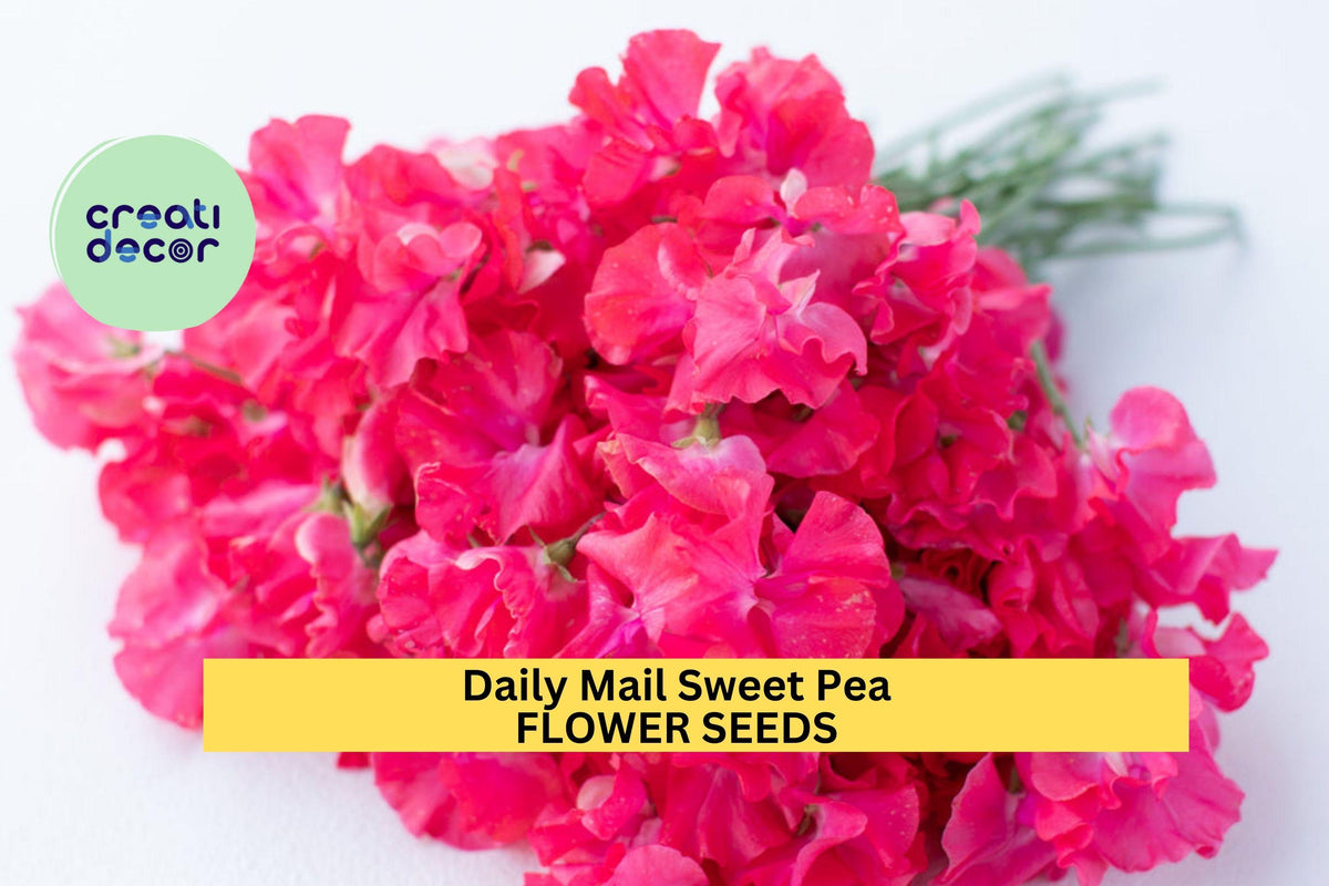 Daily Mail Sweet Pea Seeds - 50+ Rich Purple Fragrant Blooms for Garden Planting, Climbing Vines (Lathyrus odoratus)