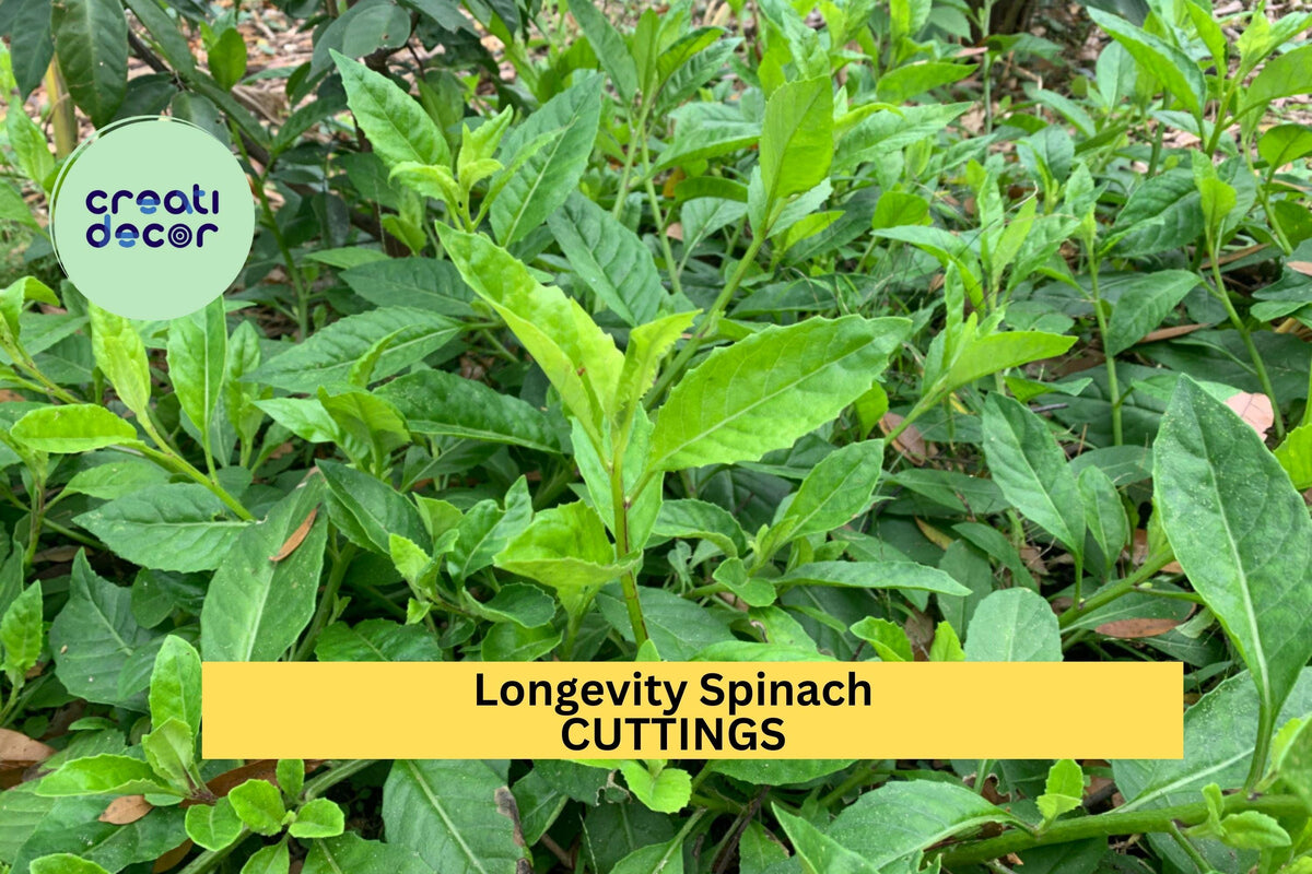 Longevity Spinach Cuttings - 4 Unrooted Edible Perennial Green - Gynura procumbens - Easy to Grow in Warm Climates