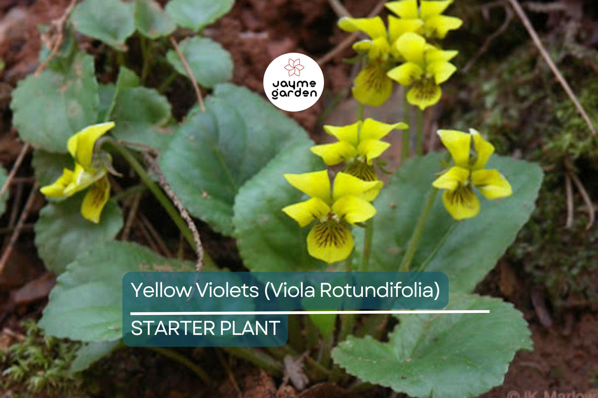 Yellow Violets Bare-Root Starter Plants | Viola Rotundifolia | Heart-Shaped Leaves & Yellow Flowers | Native Perennial