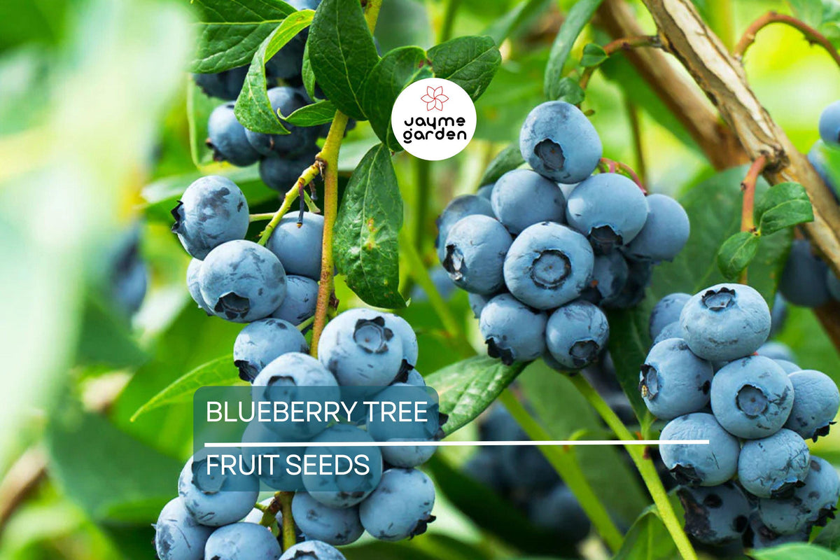 Southern Highbush Blueberry Seeds - 50 Organic Seeds, Cold Hardy Fruit Tree, Vaccinium corymbosum, Zone 5-10 Edible Garden Seeds