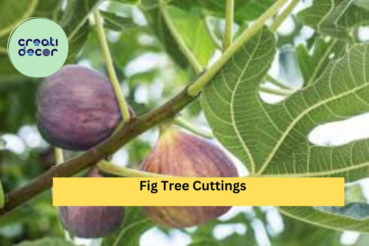 Fig Tree Cuttings - 10 Unrooted Ficus carica Stems for Propagation, Fresh Fig Branches for Growing Edible Plants