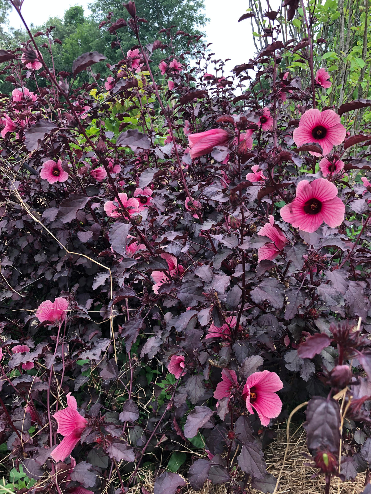 Cranberry Hibiscus Plant - Edible Ornamental - Deep Burgundy Leaves - Hibiscus acetosella - Fast-Growing Perennial