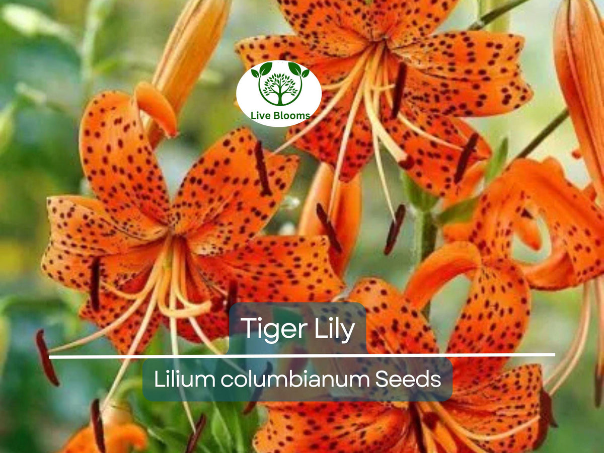 20 Tiger Lily Seeds | Lilium columbianum | Spotted Orange Flowers | Hardy Perennial | Non-GMO | Easy to Grow Garden Flower