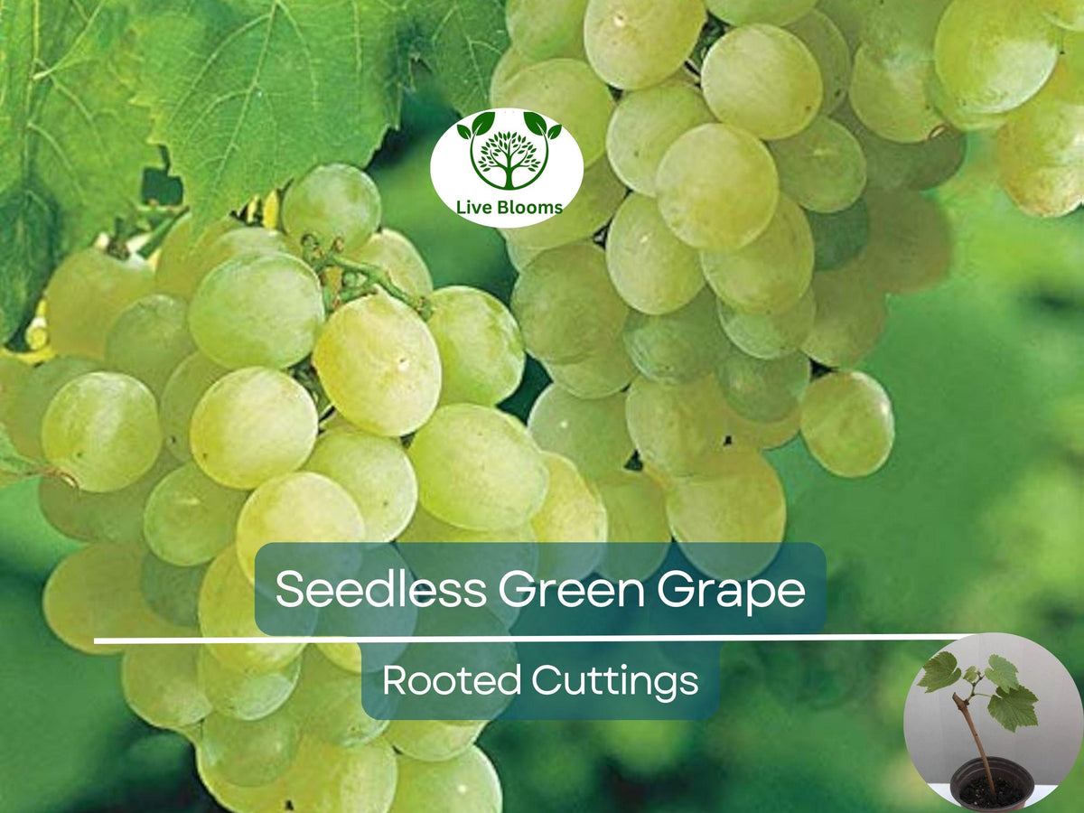 Green Rooted Grapes Cutting 8" Sweet Seedless Vitis vinifera Live Plant for Vineyard or Garden, Easy Growing Fruit Propagation