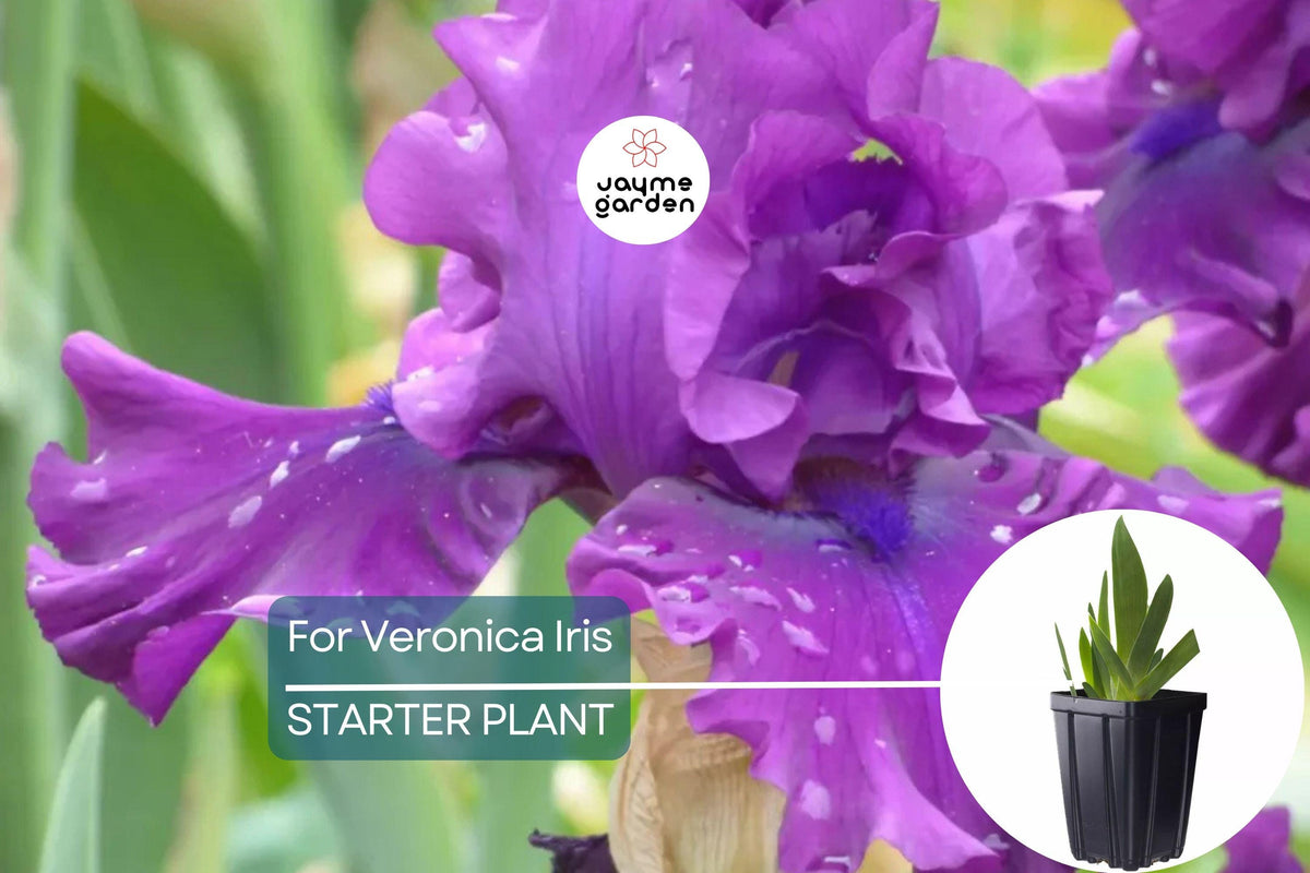 For Veronica Iris Plant in Quart Pot | Wine-Black Flowers | Hardy Perennial | Iris germanica ‘For Veronica’