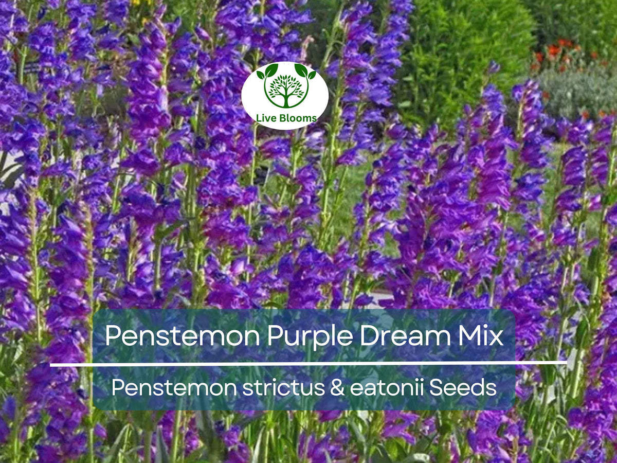 200 Seeds Penstemon Purple Dream Mix, Beardtongue, Red & Purple Flowers, Hummingbird Attracting, Non-GMO Perennial
