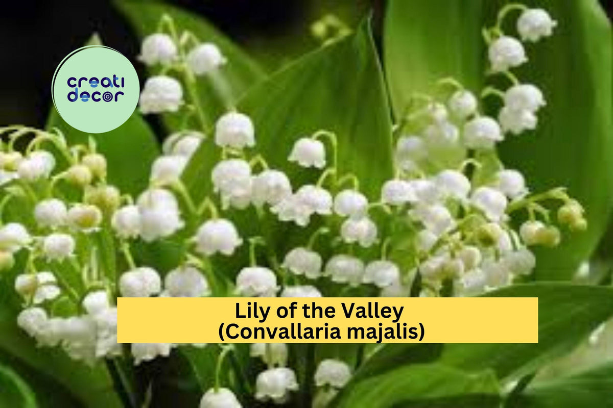 Lily of the Valley Live Plants Set of 12+ Bare Root Perennials Convallaria majalis Fragrant Shade Garden Flowers