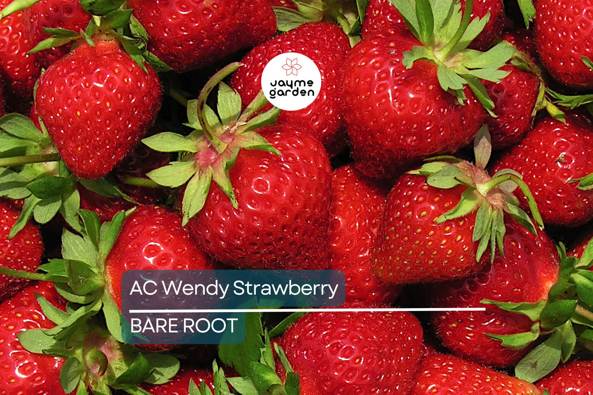AC Wendy Strawberry Plants - 25 Bare Root June-Bearing Variety, Large Sweet Berries - Fragaria × ananassa 'AC Wendy'