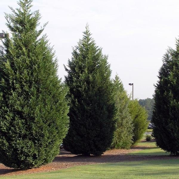 15 Unrooted Leyland Cypress Cuttings 6-7" - Fast-Growing Evergreen Privacy Hedge (Cupressocyparis leylandii)