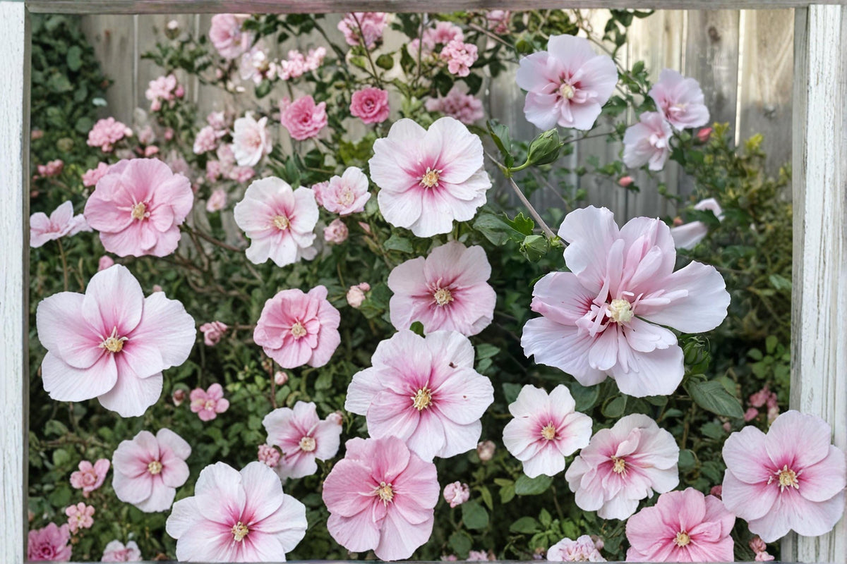 Pink Althea Live Plants 2ft Tall - Hibiscus syriacus Rose of Sharon Flowering Shrub with Large Pink Blooms