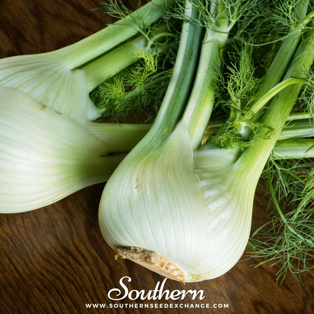 Florence Fennel Seeds - 200 Count - Foeniculum vulgare var. dulce - Heirloom Culinary Herb Seeds for Gardening