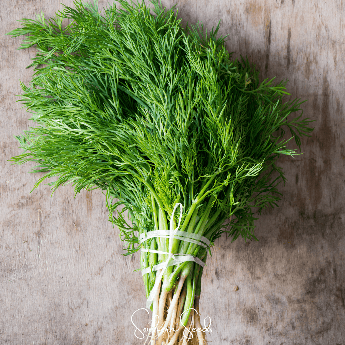 Grosfruchtiger Fennel Seeds - 200 Count - Anise Flavor Herb - Foeniculum vulgare var. dulce