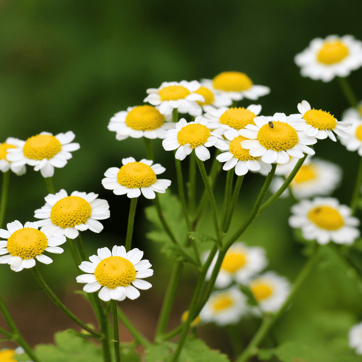 Feverfew Seeds - 100 Count - Tanacetum parthenium - Herbal Plant for Natural Remedies