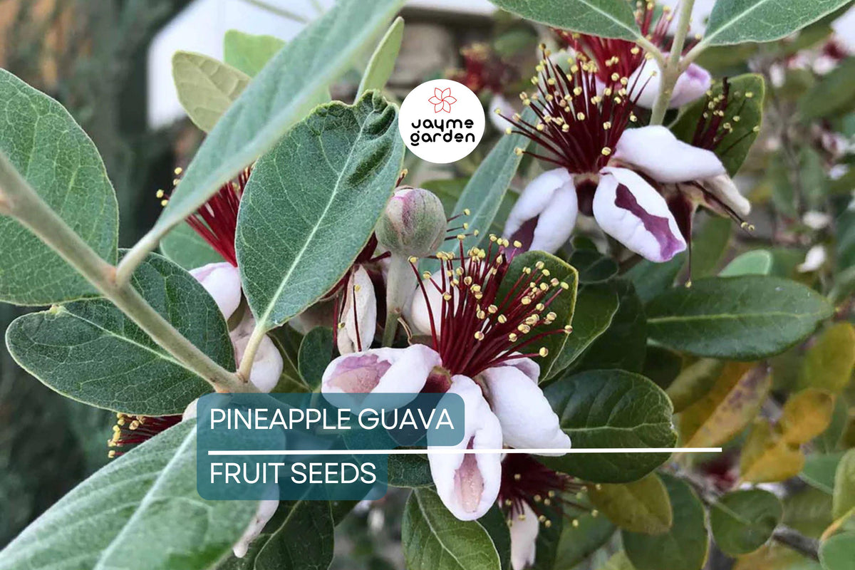 Pineapple Guava Seeds - 20 Feijoa sellowiana - Tropical Fruit & Edible Flower Plant - USDA Zones 8-11, Evergreen Shrub Seeds