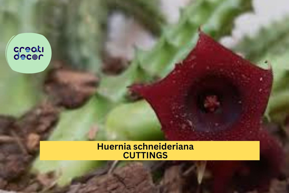 Rooted Huernia Schneideriana Cutting | Rare Star Flower Succulent | Maroon Flowers | Easy Exotic Houseplant