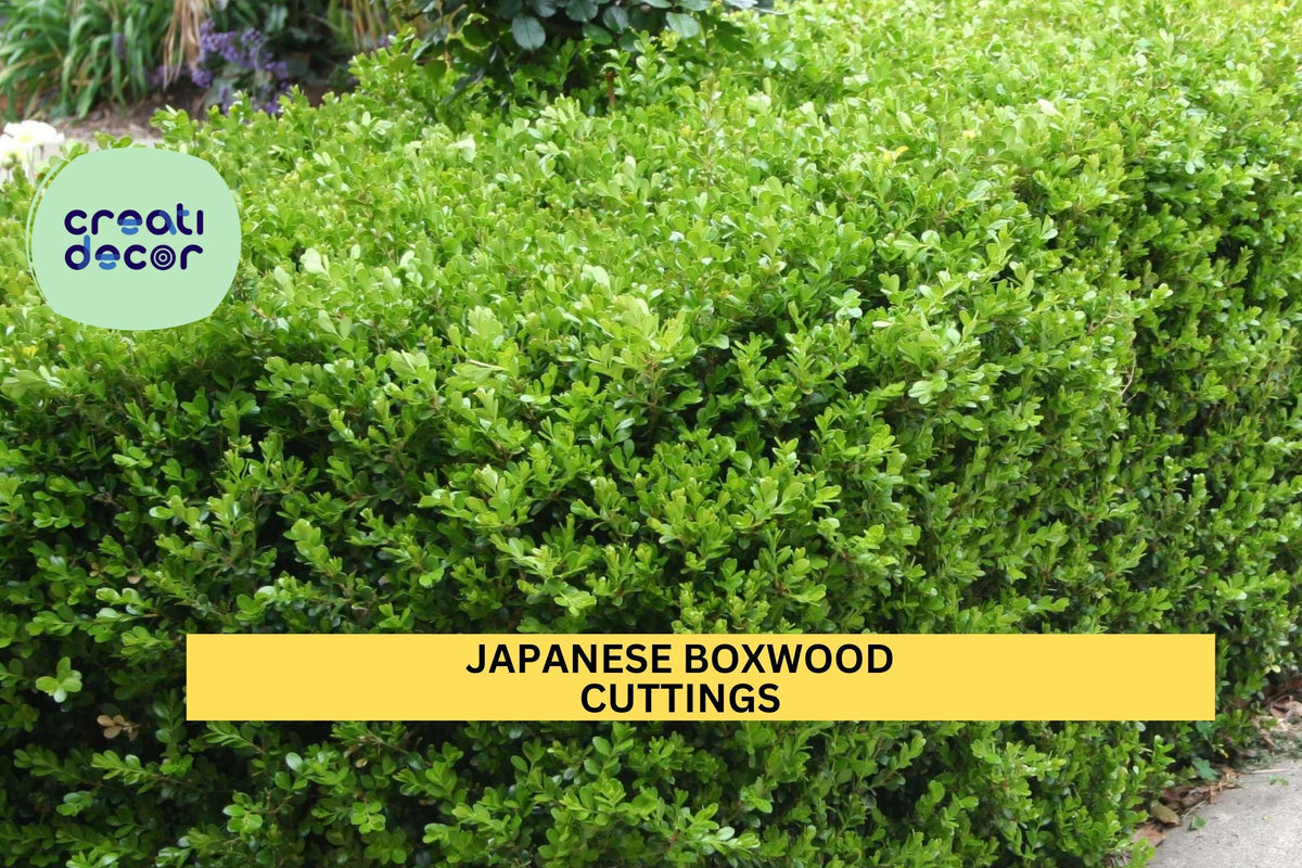12 Unrooted Japanese Boxwood Cuttings | Buxus Microphylla | Evergreen Shrub Hedge Starter | DIY Landscaping Plant