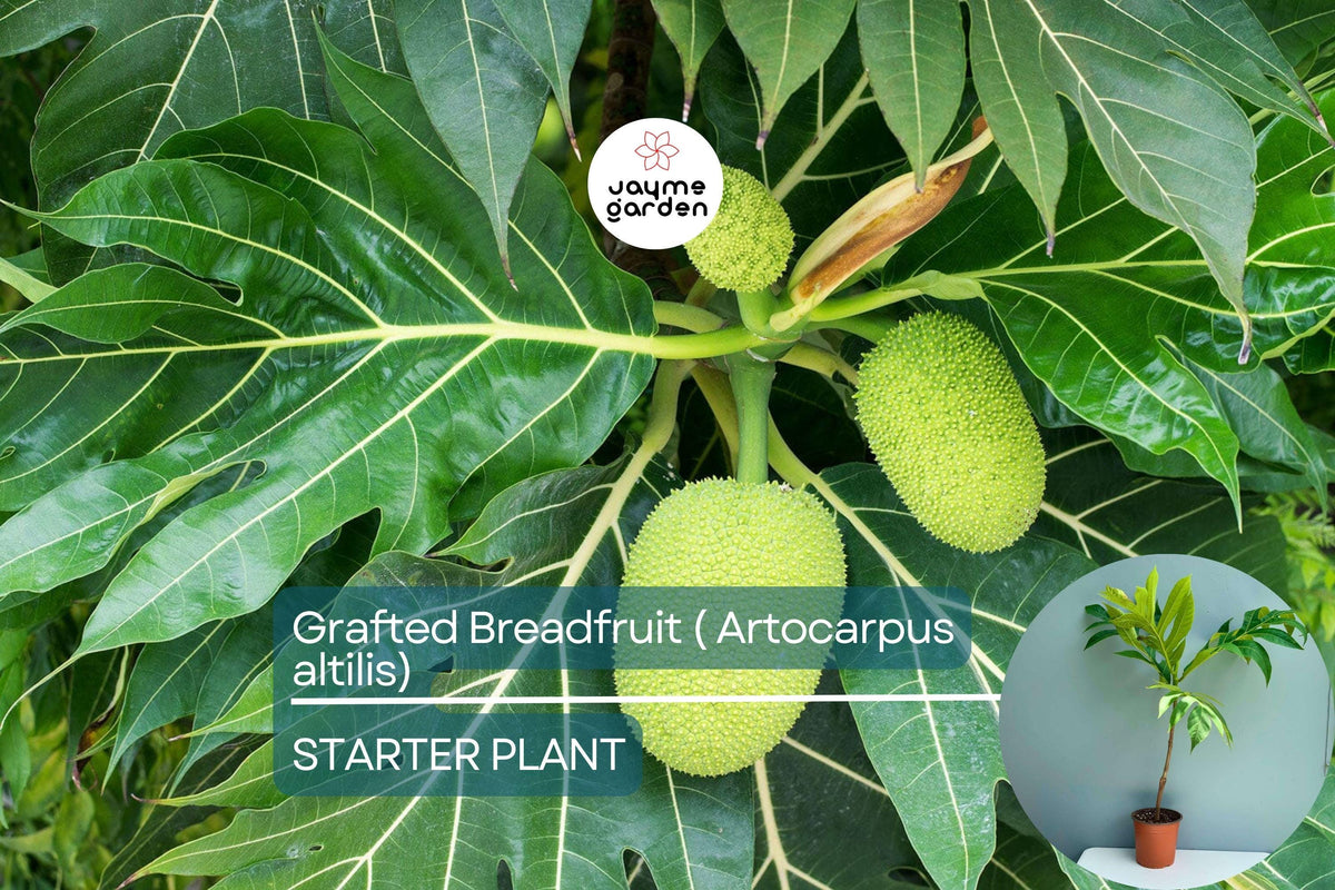 Grafted Breadfruit Tree 3′-4′ Live Plant Artocarpus altilis Tropical Fruit Tree for Edible Garden, Fast Yield, Nutrient-Rich Fruit