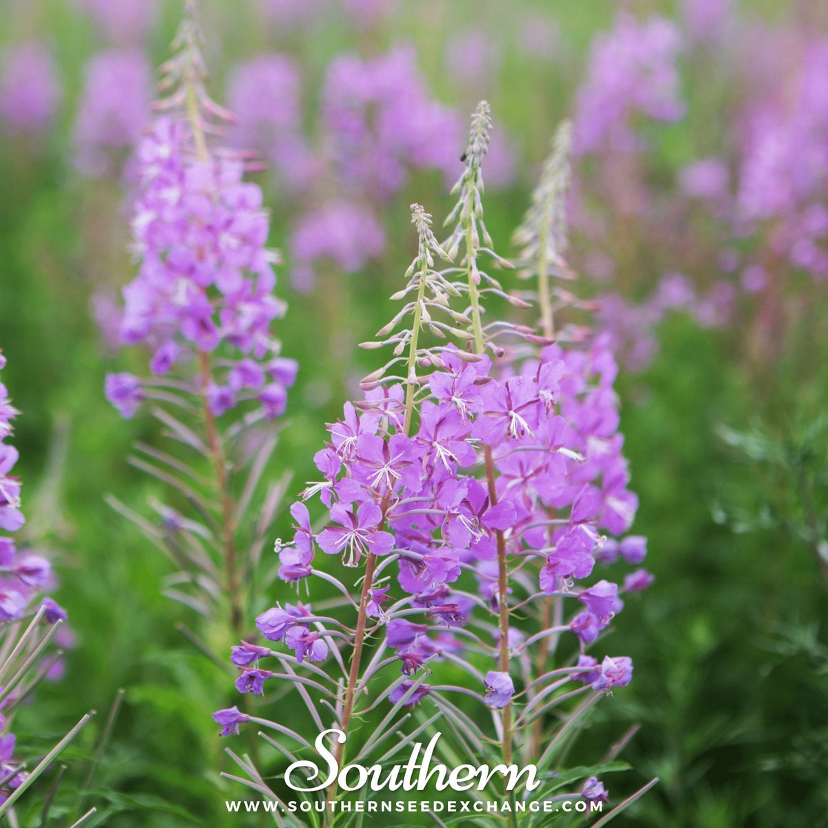 Fireweed Seeds - 100 Count - Chamerion angustifolium - Organic Willowherb for Wildflower Gardens and Pollinator Attracting