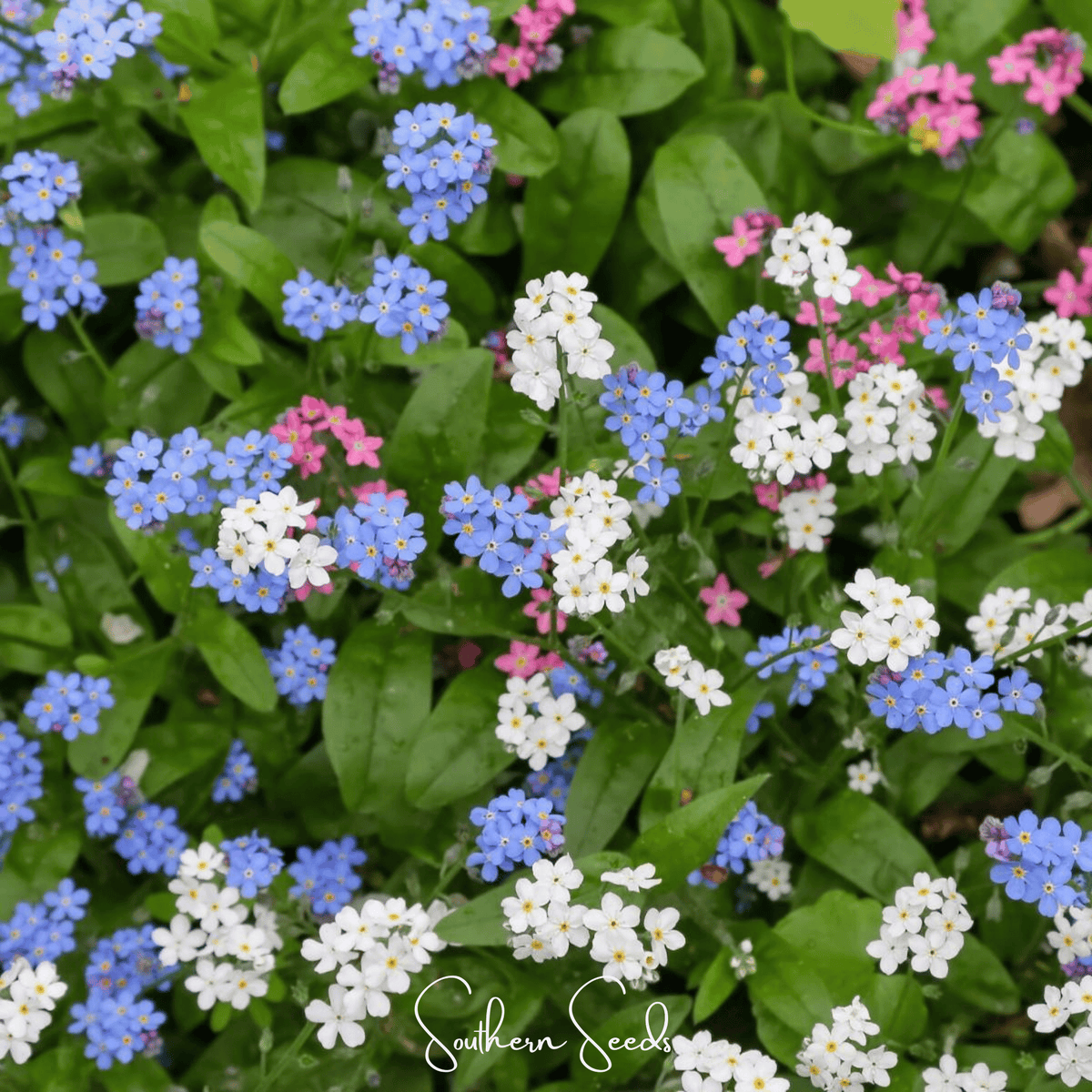 Forget-Me-Not Seeds Mix - 100 Premium Seeds - Myosotis spp. - Ideal for Gardens and Borders