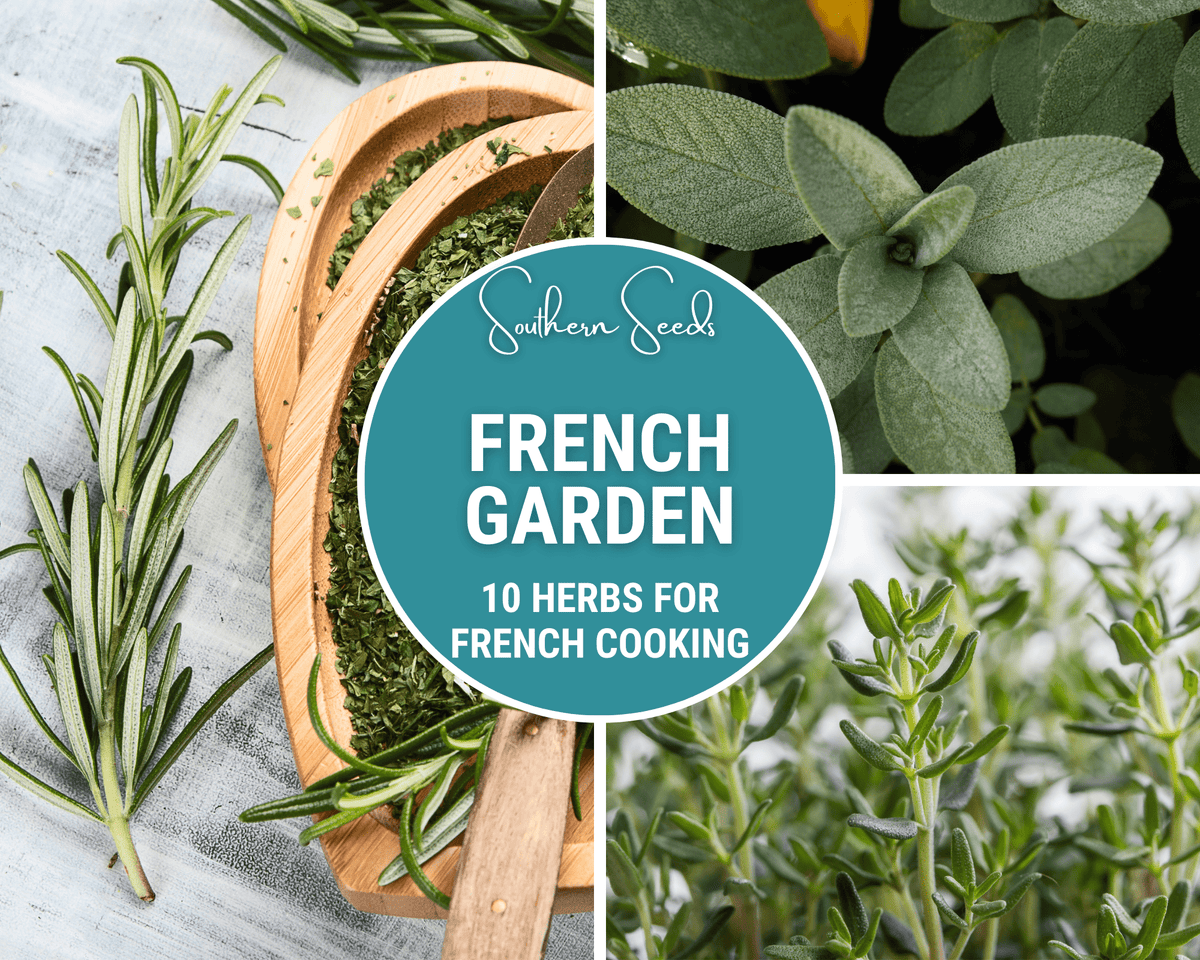 French Garden Seed Collection - 10 Varieties - Heirloom Seeds for Home Gardening - Organic Vegetable Seeds