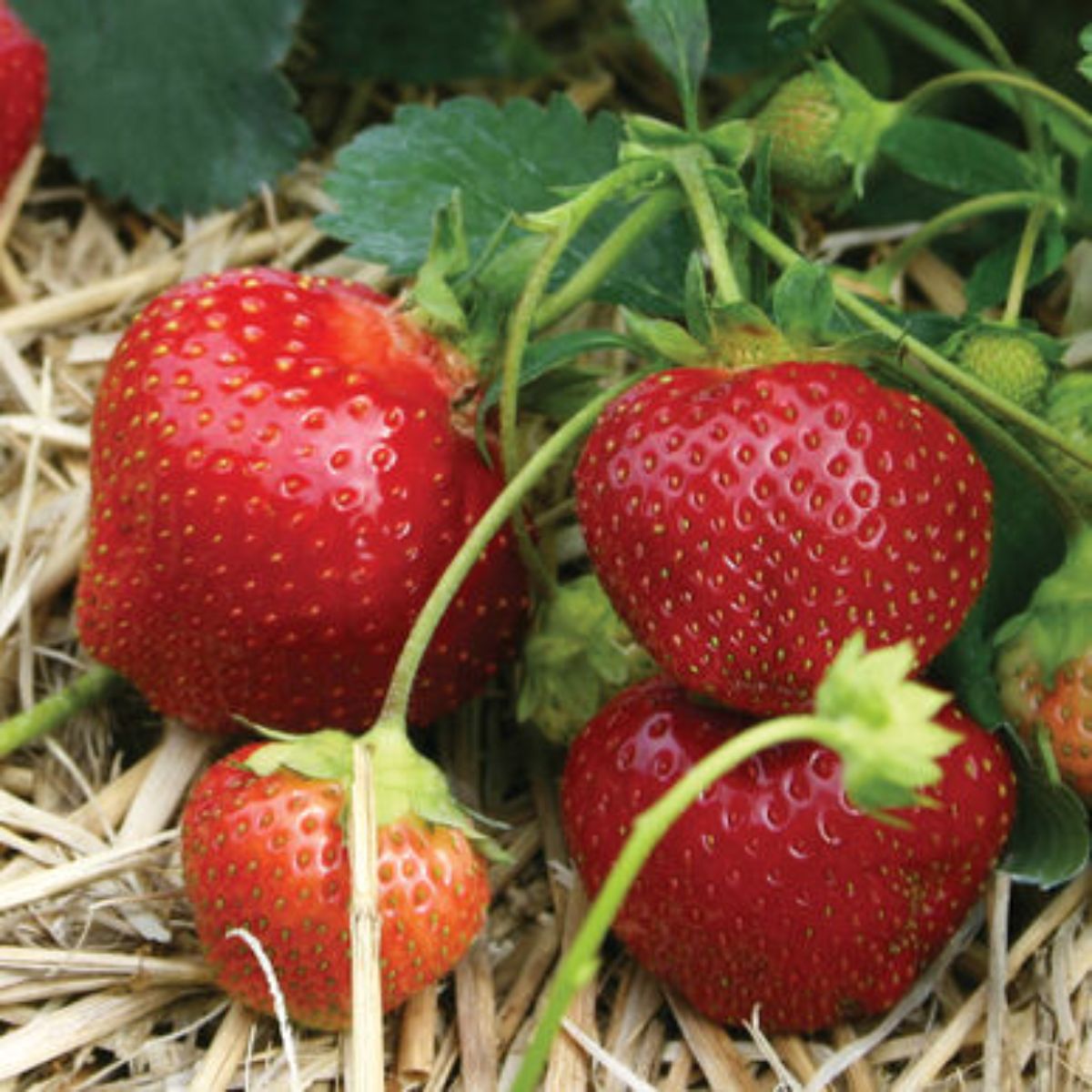 Galletta Strawberry Plants - 25 Bare Root - Super Hardy, Early June-Bearing - Fragaria x ananassa