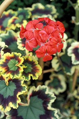 Rare Variegated Zonal Pelargonium Cutting | 6" Unrooted Live Plant | Colorful Foliage | Pelargonium hortorum