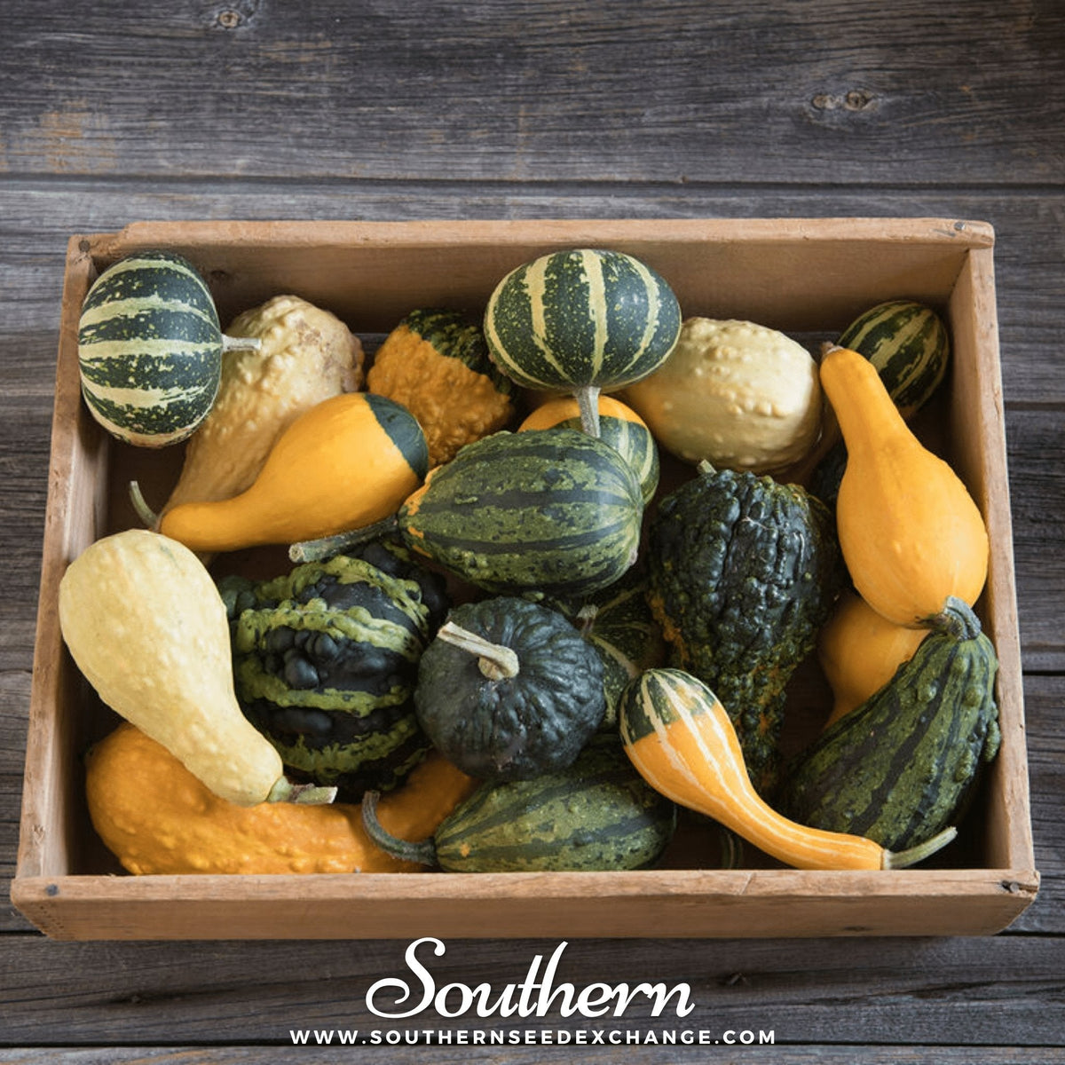 Small Gourd Mix - 20 Seeds - Decorative Gourds Variety - Cucurbita pepo