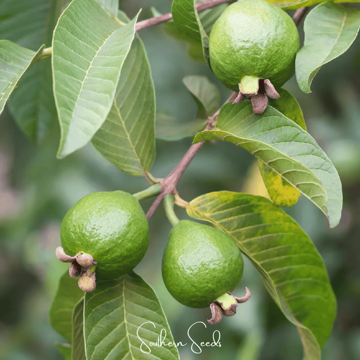 Guava Seeds - 25 Count - Tropical Fruit Variety - Psidium guajava