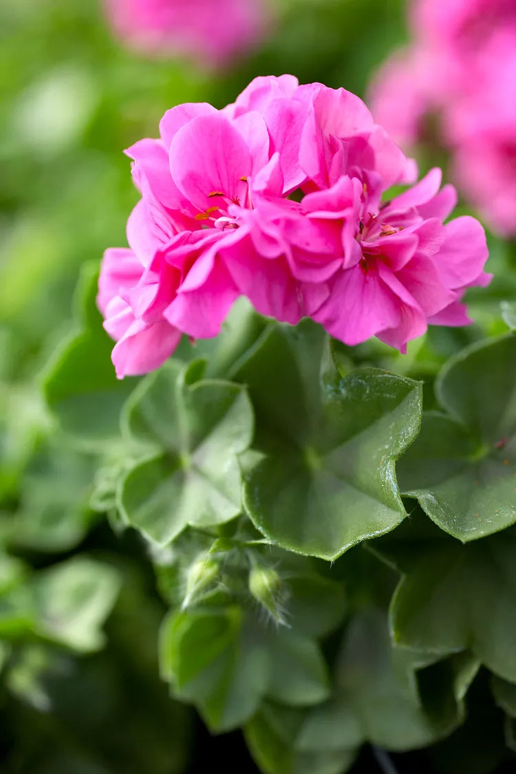 10 Fresh Geranium Cuttings 6" Pink Flowering Pelargonium hortorum Live Unrooted Stems for Garden Beds & Containers