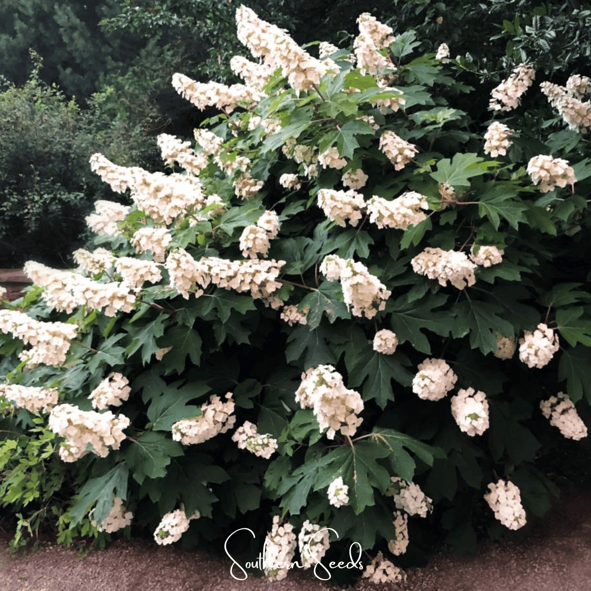 Oakleaf Hydrangea Seeds - 100 Count - Hydrangea quercifolia - Ornamental Flowering Plant for Gardens and Landscapes