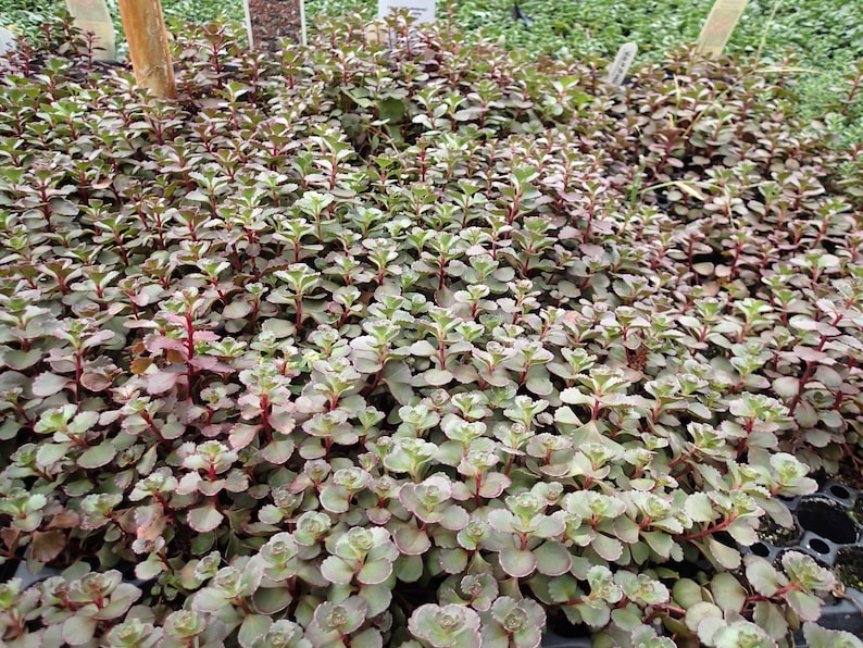 **Dragon's Blood Sedum Plant Plug Flat 72 Cells - Groundcover with Red-Maron Foliage, Sedum spurium**
