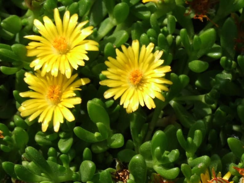 **Gold Nugget Ice Plant 72 Plant Plug Flat, Bright Fuchsia Blooms, Drought Tolerant Groundcover, Delosperma congestum ‘Gold Nugget’**