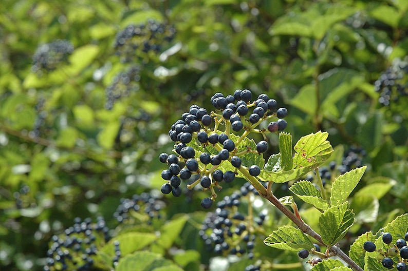 Chicago Lustre Viburnum Plants - 5 Rooted Shrubs in 3" Containers, Viburnum Dentatum for Garden or Hedge