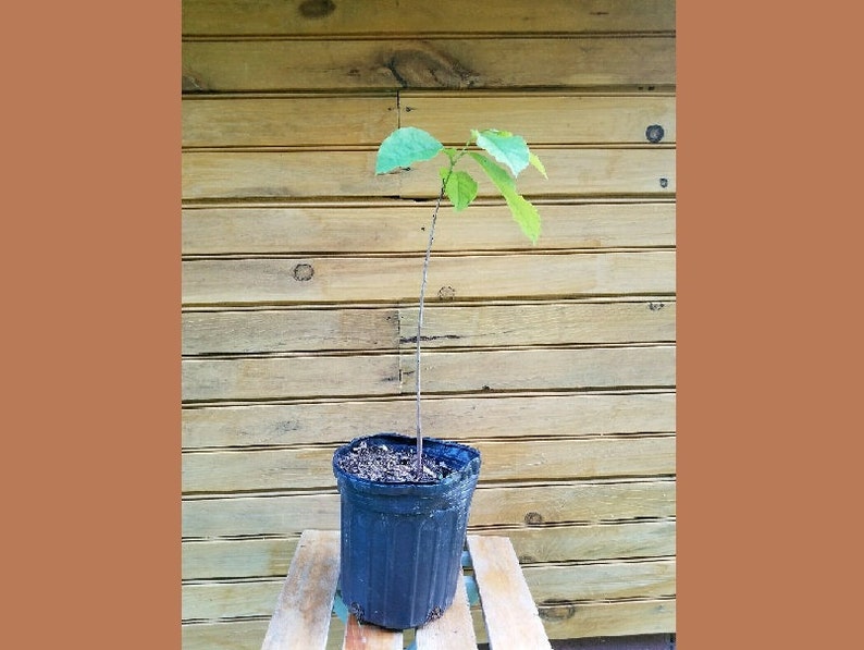 Pawpaw Trees 18"-24" Live Seedlings Set of 5 Asimina triloba Outdoor Grown Ideal for Wildlife & Fruit Production