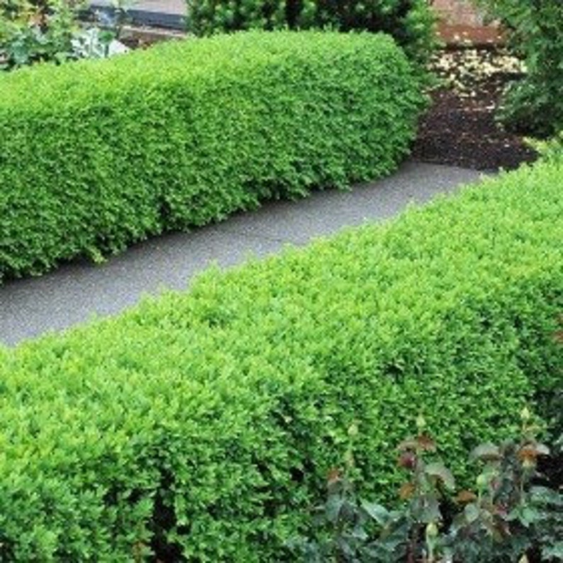 Green Velvet Boxwood Shrubs - 2 Quart Pots - Buxus spp. - Evergreen Landscaping Plants for Zones 5-9 - Hardy Shrubs