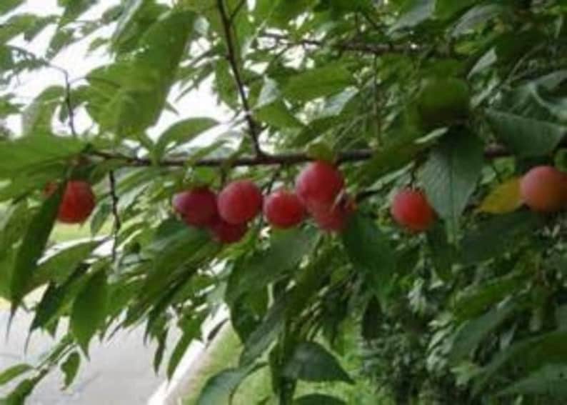 American Plum Trees 3-4' Tall Prunus americana Edible Fruit Native to Zones 5-9 Perfect for Gardens and Jams - Set of 2