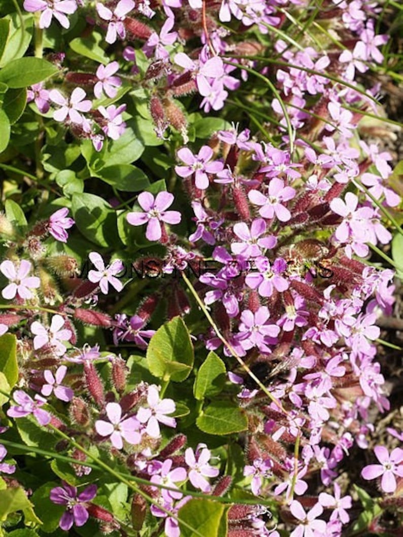Rock Soapwort Ground Cover Plants Set of 3, Pink Flowers, Drought Tolerant, Low Maintenance, Saponaria ocymoides