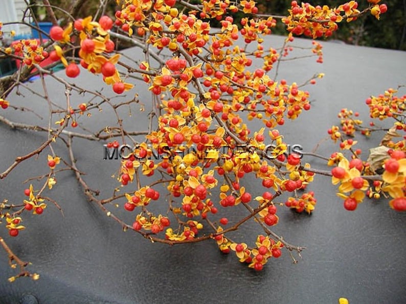 American Bittersweet Vine Set of 10 Unsexed Plants Celastrus Scandens Climbing Ornamental Vine for Crafts & Wildlife