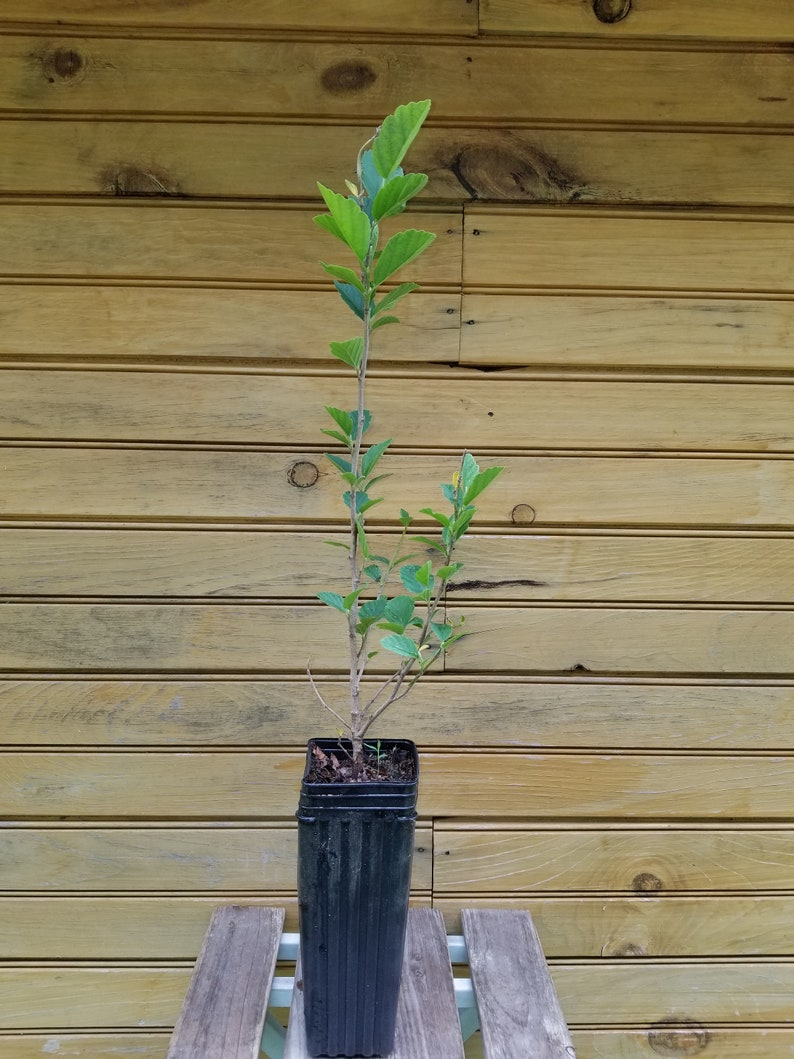 Witch Hazel Trees 6"-12" Live Plants - Hamamelis virginiana - 5 Bare Root Seedlings - Wildlife Habitat Ornamental Shrub