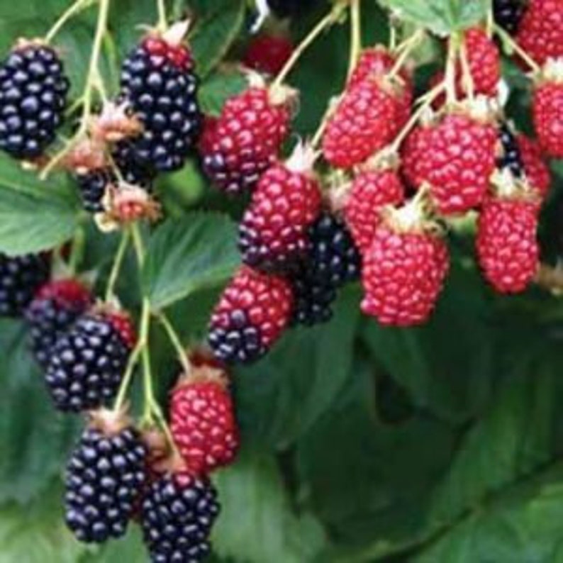 Apache Thornless Blackberry Plant - Jumbo Fruit, Thornless Variety - Rubus fruticosus - Live Plant for Zones 5-9