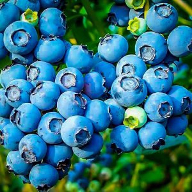 Powder Blue Blueberry Plant - 24-36 Inches - Sweet Tart Berries - Vaccinium corymbosum - Mid-Late Season, Zones 6-9