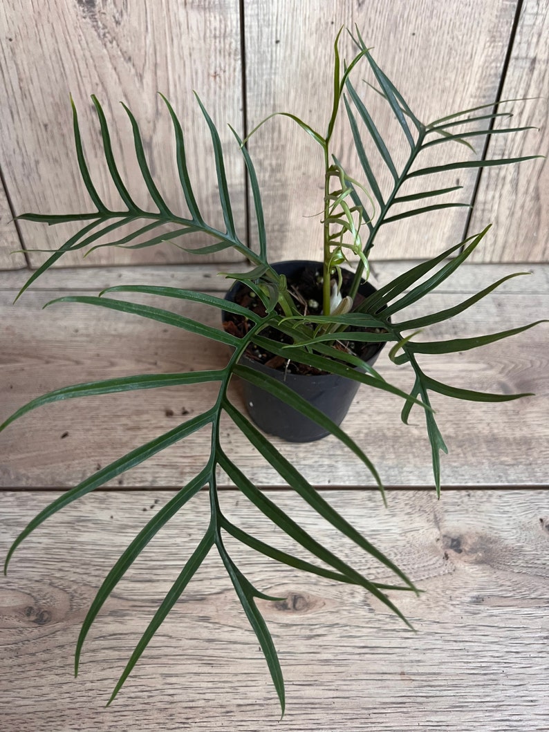 Philodendron Tortum 6" Pot - Rare Tropical Plant with Deep-Cut Leaves - Philodendron tortum
