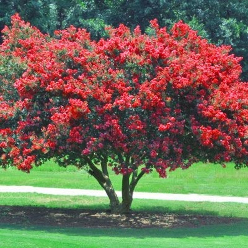 Red Crape Myrtle Quart Pot Plant - Vibrant Red Flowers - Lagerstroemia indica - USDA Zone 6-9 - Bare Root Shipping October-May