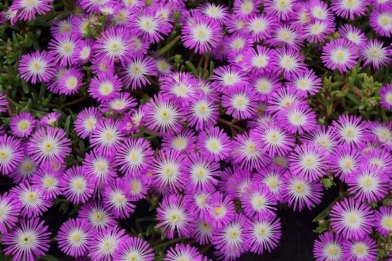 Ice Plant Set of 3 Pots, Wheels of Wonder Violet, Drought Tolerant, Delosperma hybrid, 3.5" Pots, Low Maintenance