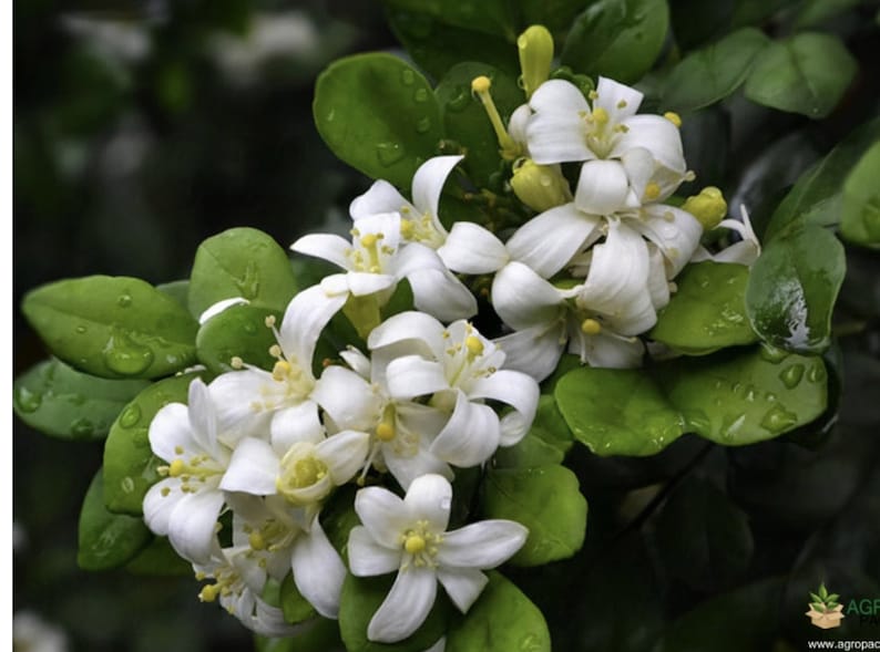 Large Orange Jasmine Plant in 10" Pot, Fragrant Evergreen Shrub, Murraya paniculata, Tropical Indoor Outdoor Garden Plant