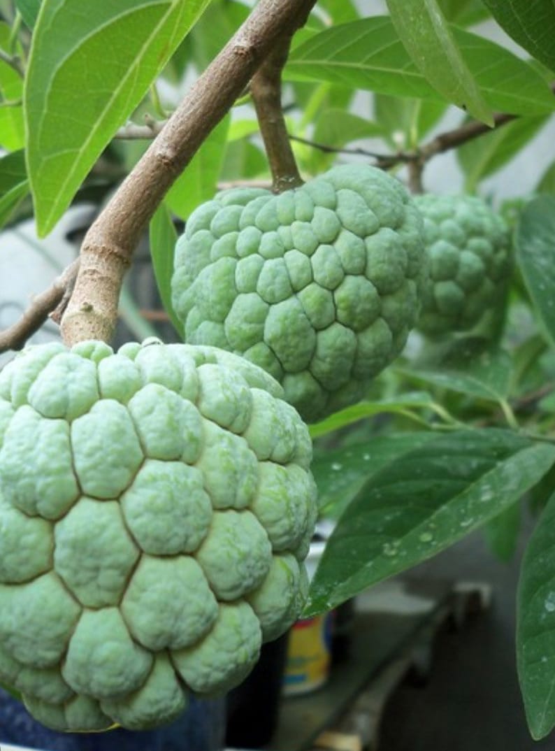 Sugar Apple Plant - 1/2 Gallon Pot - Srikaya - Annona Squamosa - Sweet Custard Fruit Tree for Home Garden and Containers